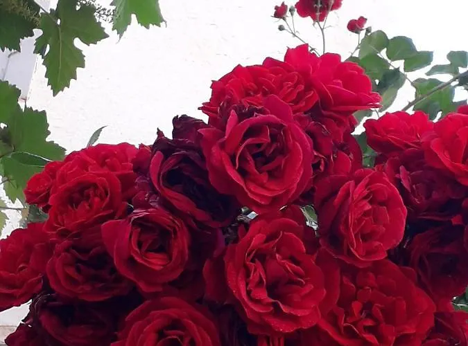 Apartamento Ferienapartment Luise *